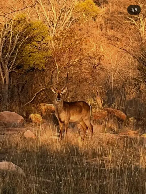 Waterbuck