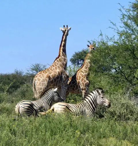 Jirafas y cebras al sol de la sabana