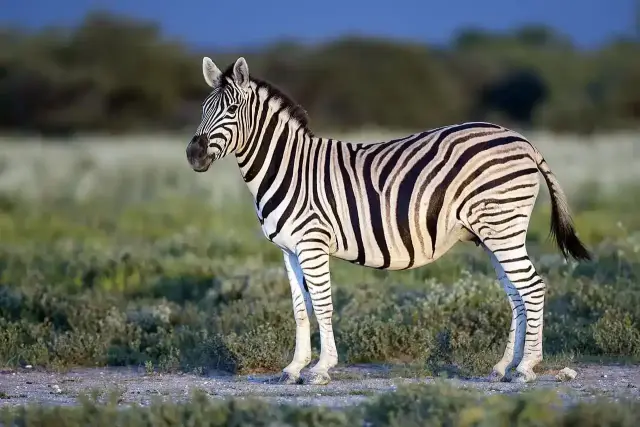 Safari de caza del Paquete Avanzado en Sudáfrica, 7 días