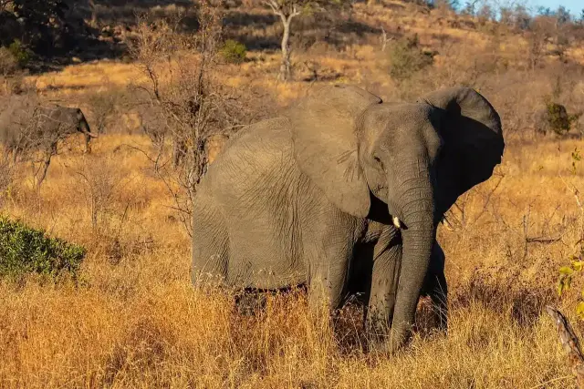 Safari de caza del Elefante de Gestión en Botsuana, 7 días