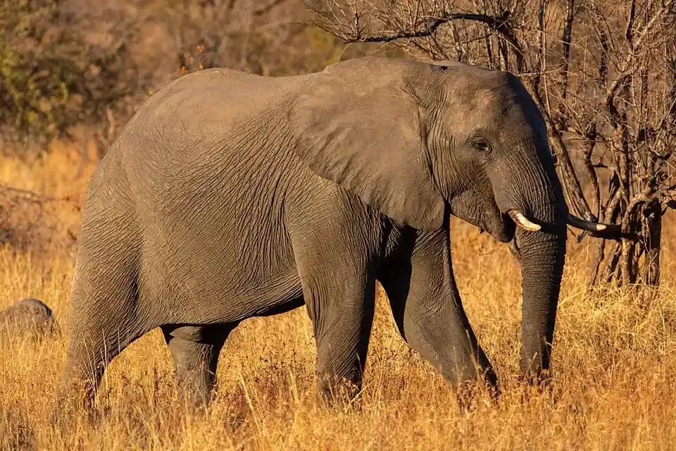 Elefante Africano - El animal terrestre más grande, conocido por su in...