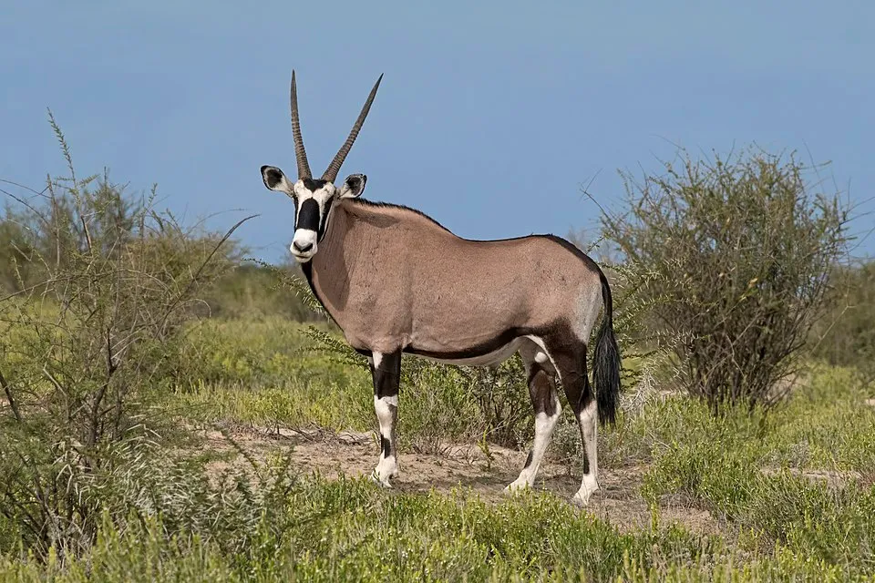 Órix del Cabo - Antílope adaptado al desierto con cuernos largos y...
