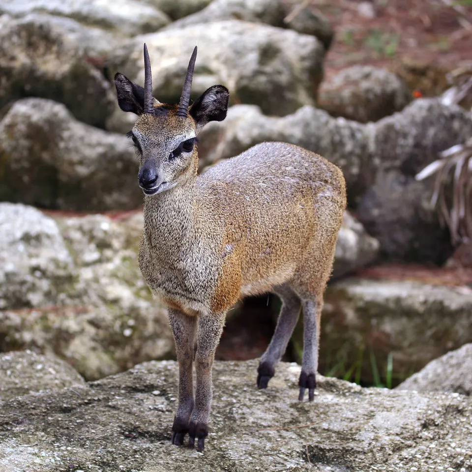 Klipspringer - Pequeño antílope adaptado al terreno rocoso con ex...