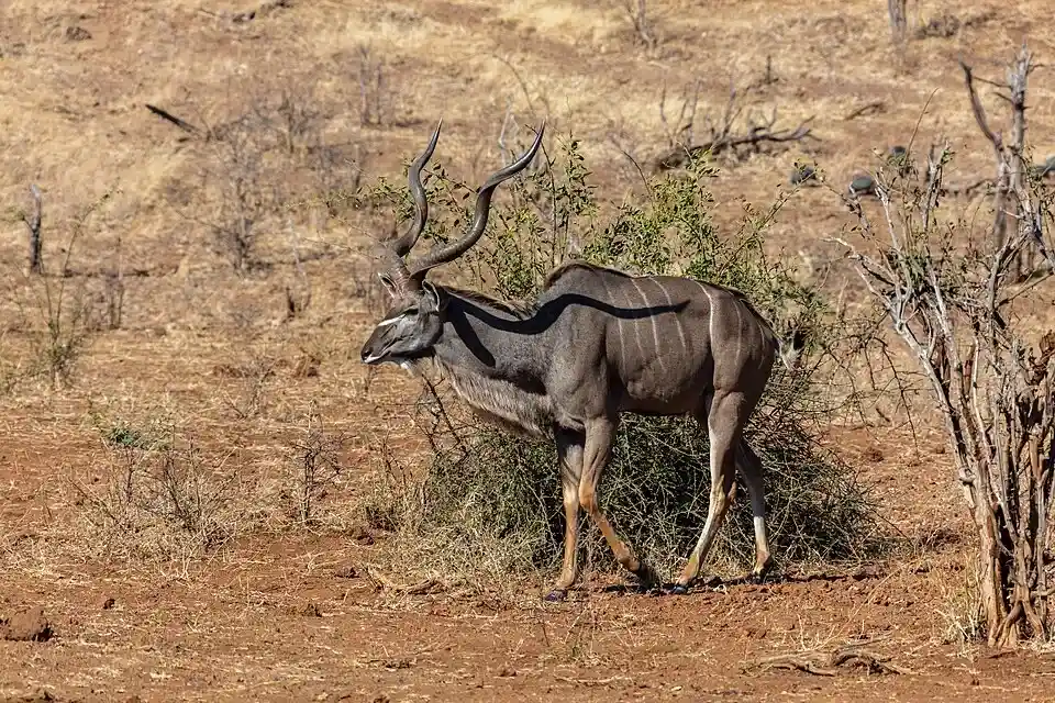 Kudú - Gran antílope con magníficos cuernos en espiral.