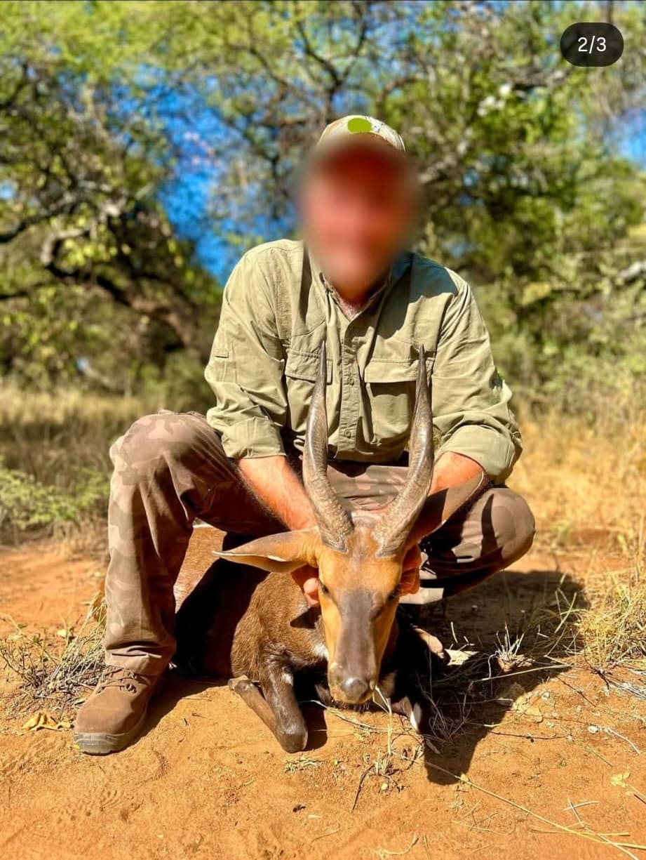 Precioso Bushbuck bien grueso, cazado en Sudáfrica