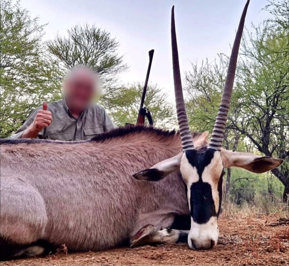 Impresionante Oryx, cazado en Sudáfrica