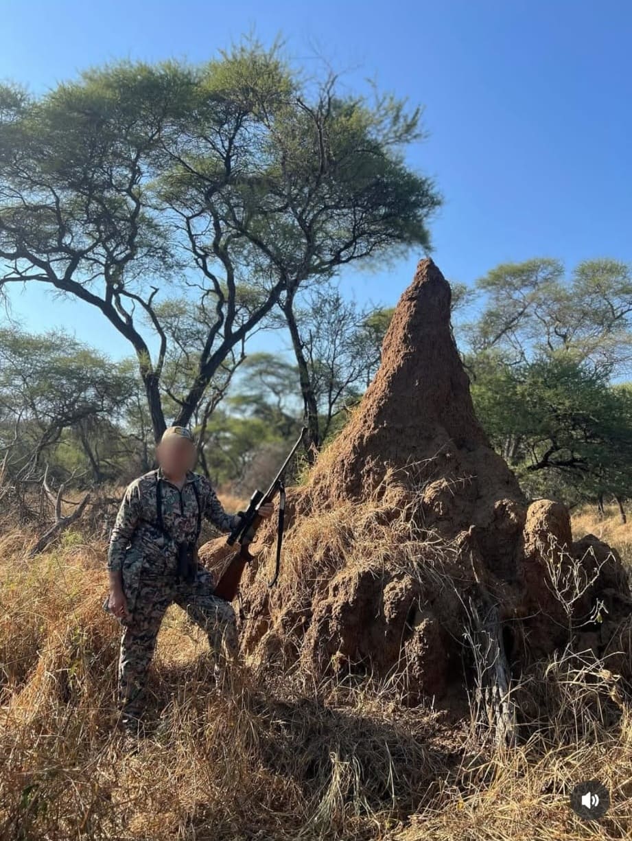 colosales termiteros