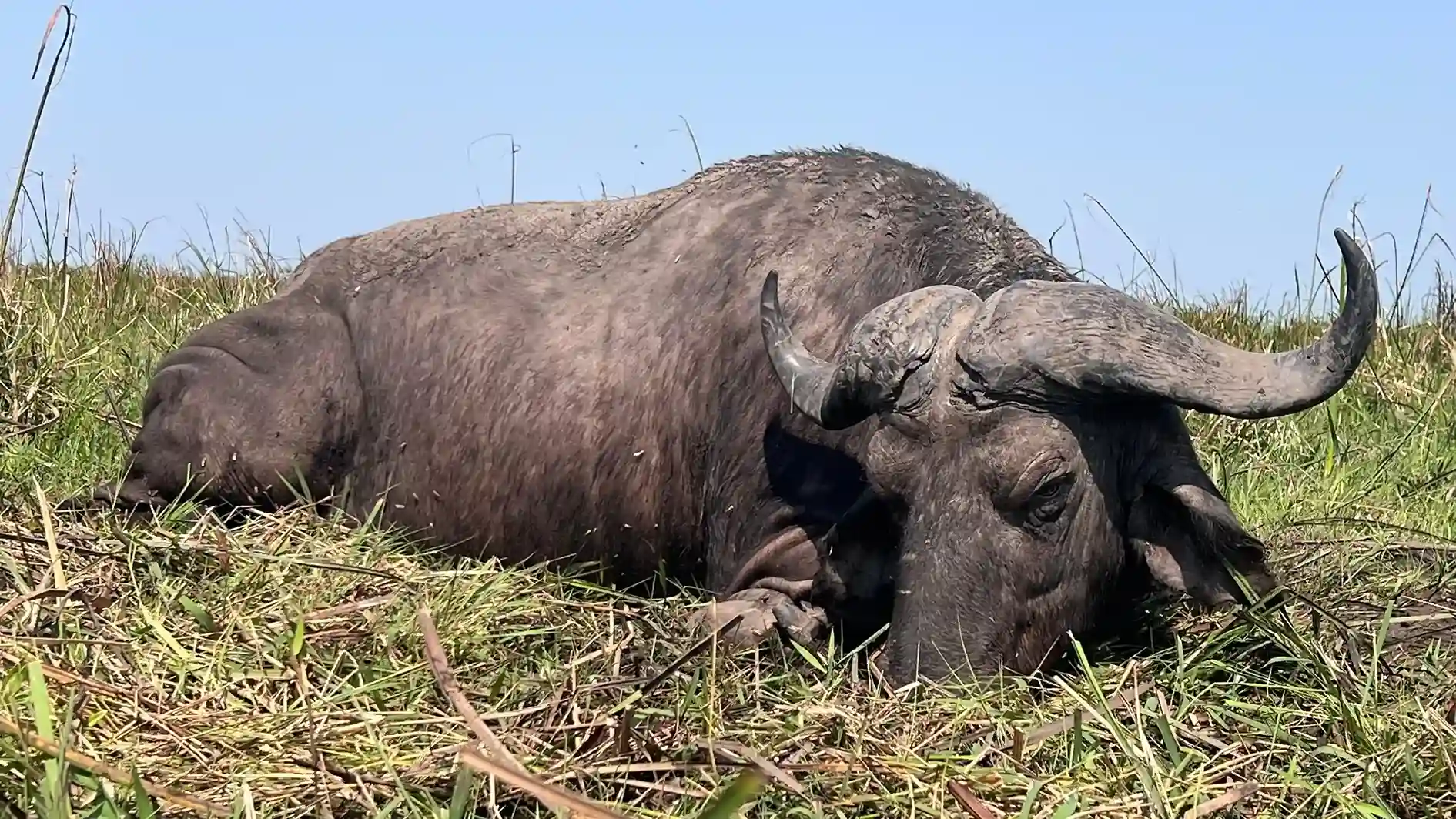 Paquete Búfalo - Imagen 1