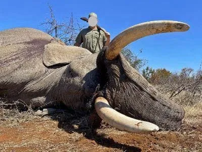 Elefante de Gestión - Imagen 1