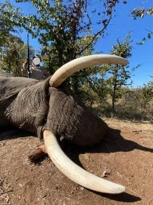 Elefante de Gestión - Imagen 2