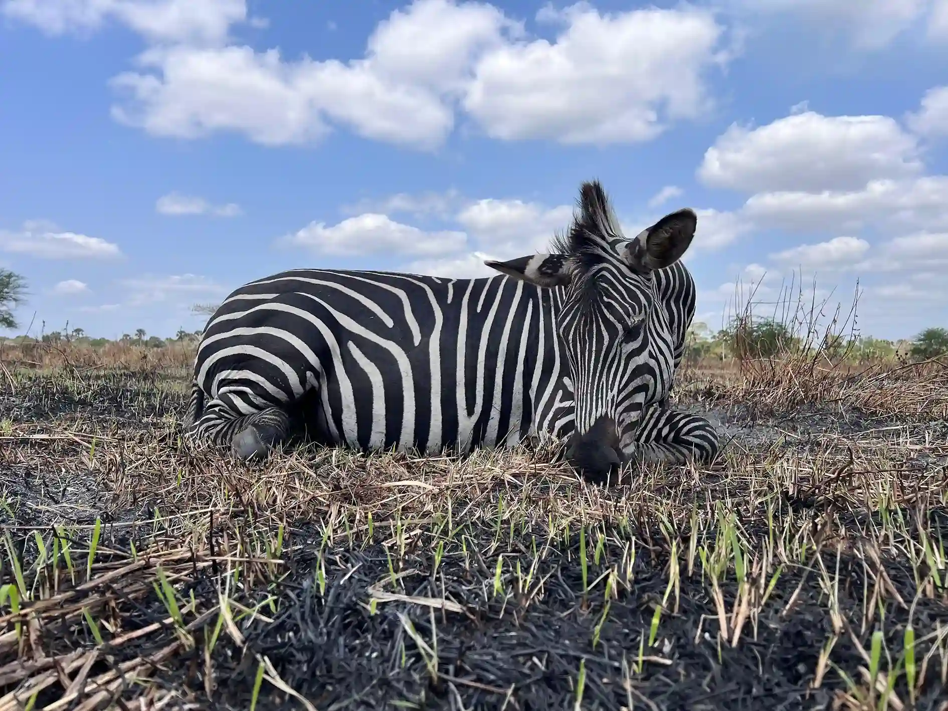Paquete Élite - Imagen 1