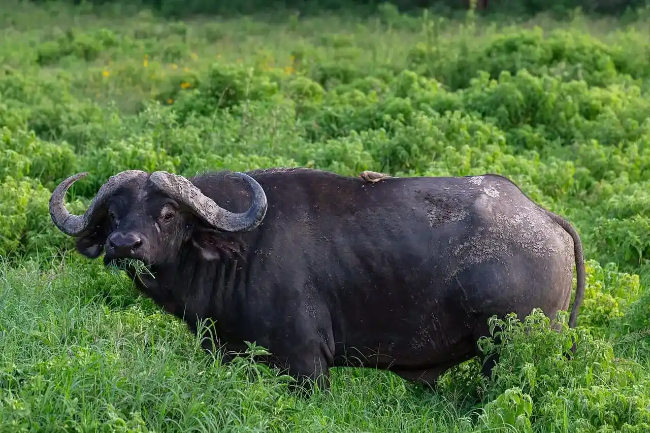 Experiencia de safari Paquete Búfalo - Experiencia de caza en África