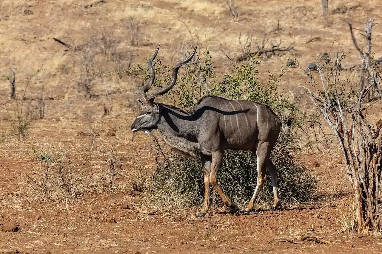 Experiencia de safari Paquete Élite - Experiencia de caza en África