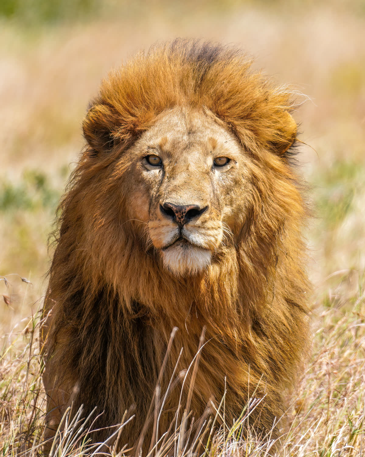 León macho en la sabana
