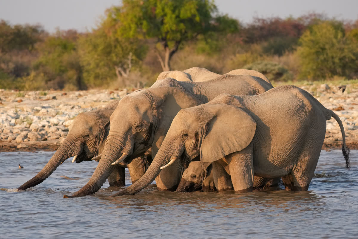 Manada de elefantes africanos bebiendo en un punto de agua