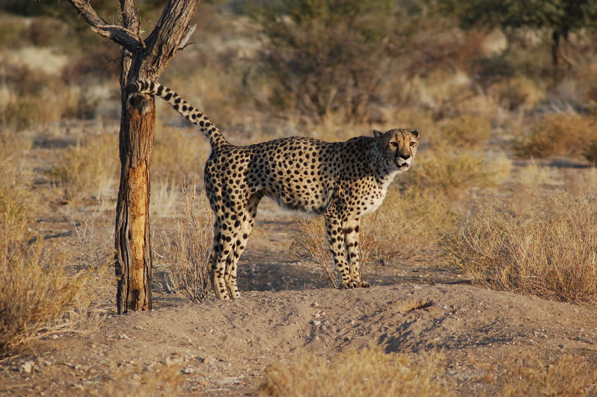 Guepardo en el sur de Namibia