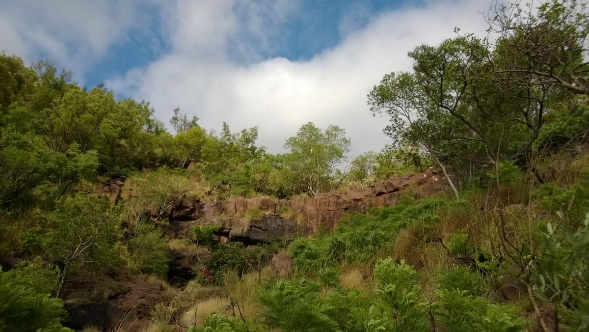 Bushveld tras la lluvia, con la vegetación cerrada de la estación húmeda