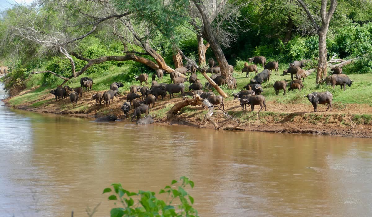 Manada de búfalos del Cabo en la ribera del río Luvuvhu