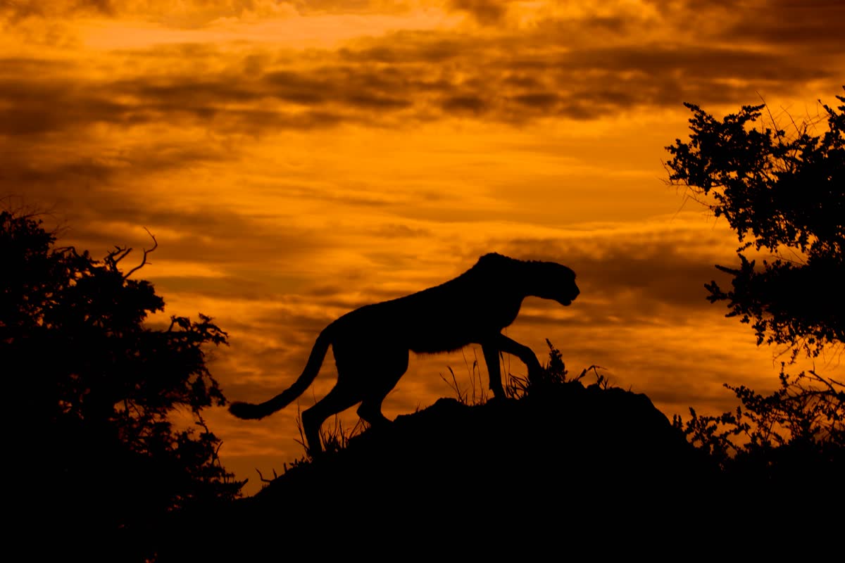 Guepardo al atardecer, con el sol de frente