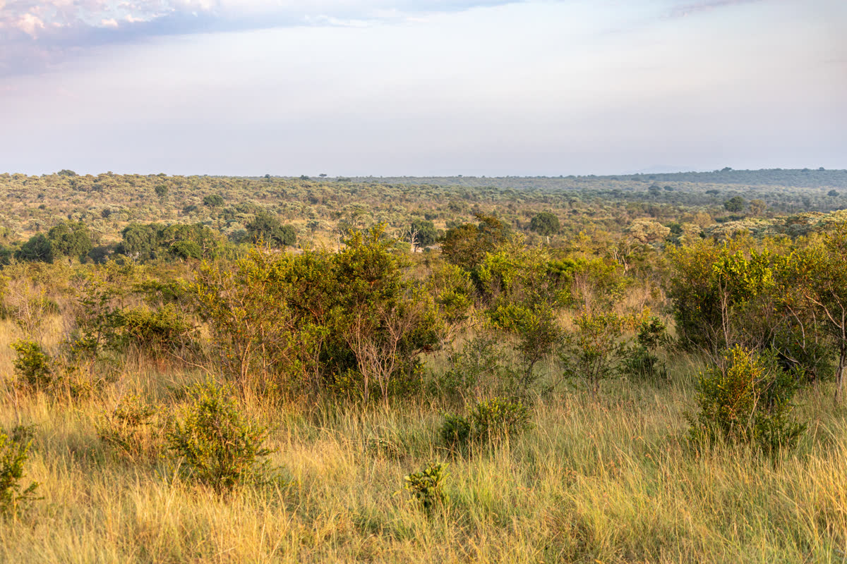 Paisaje de sabana en el Parque Nacional Kruger