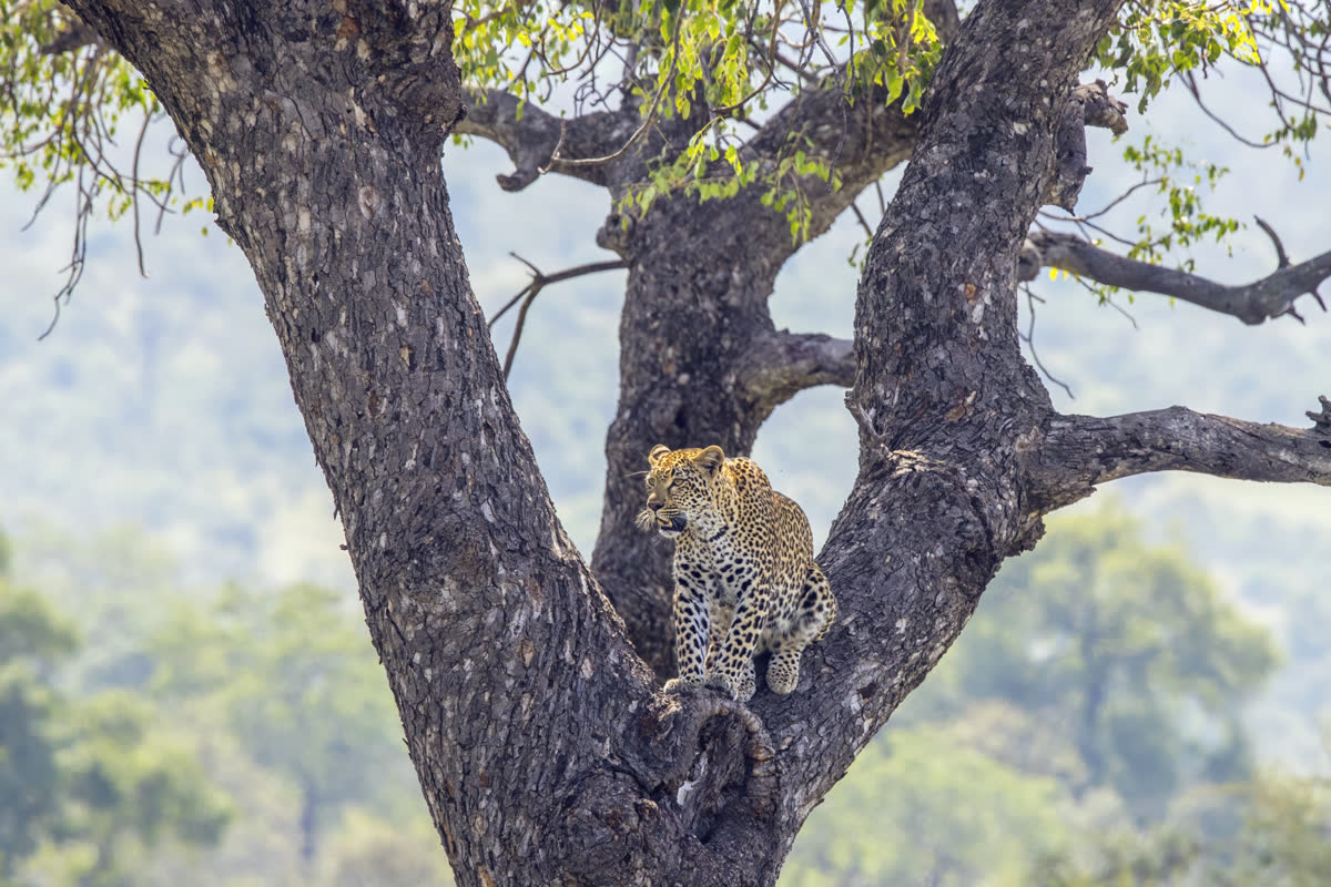 Leopardo joven en el Parque Nacional Kruger